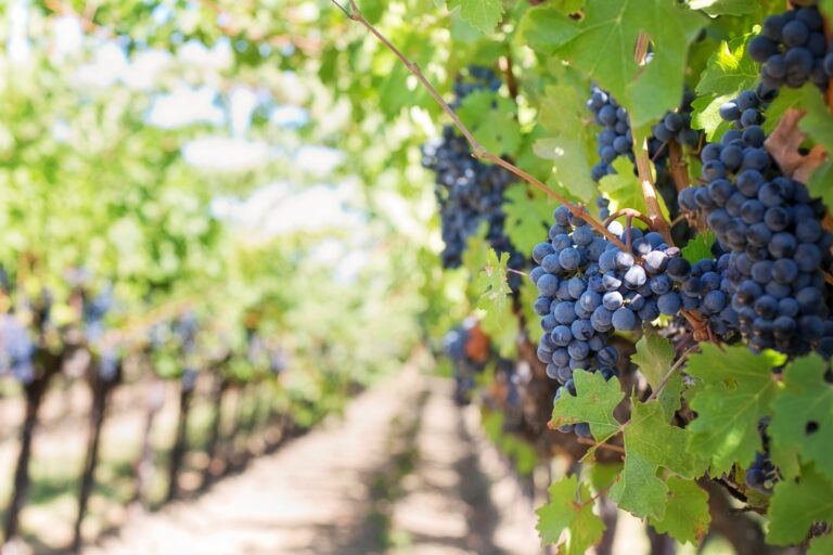 Alla scoperta del Monferrato Casalese, cosa mangiare e cosa vedere