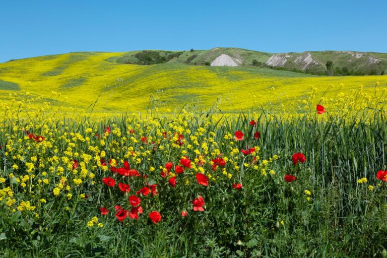Colli bolognesi, cosa vedere in un weekend